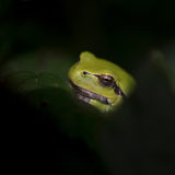 boomkikker; european treefrog; hyla arborea